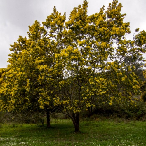 Acacia Cyanophylla (Acacia Saligna) — plante et accessoire de jardin à Marrakech