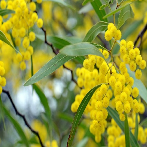 Acacia Retinodes (Mimosa 4 Saisons) — plante et accessoire de jardin à Marrakech