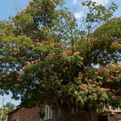 Albizia Julibrissin (Arbres A Soie) — plante et accessoire de jardin à Marrakech