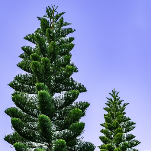 Araucaria Excelsa (Pin De Norfolk) — plante et accessoire de jardin à Marrakech