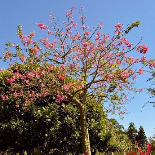Bauhinia Alba (Arbres Aux Orchidees) — plante et accessoire de jardin à Marrakech