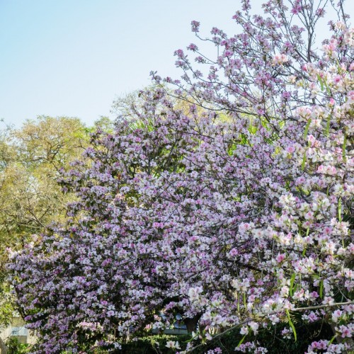 Bauhinia Variegata (Arbres Aux Orchidees) — plante et accessoire de jardin à Marrakech