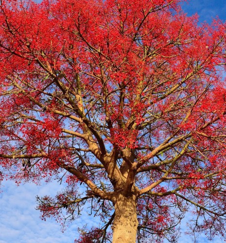Brachychiton Acerifolius (Arbre De Flamme) — plante et accessoire de jardin à Marrakech