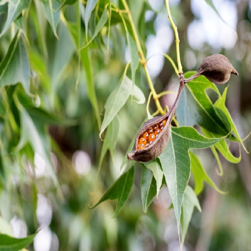 Brachychiton Populneus (Kurrajong) — plante et accessoire de jardin à Marrakech