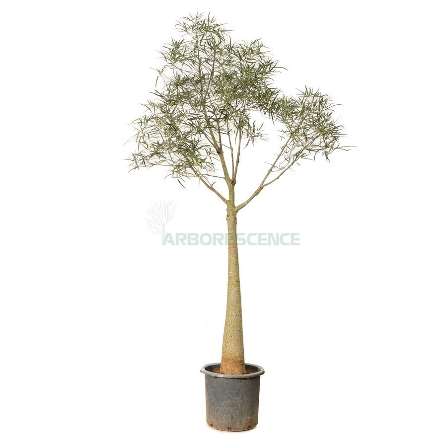 Brachychiton Rupestris (Arbres Bouteille) — plante et accessoire de jardin à Marrakech