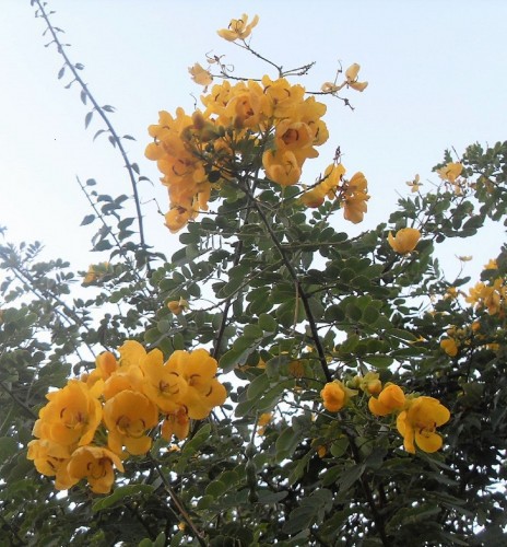 Caesalpinia Mexicana (Fleur De Paon) — plante et accessoire de jardin à Marrakech