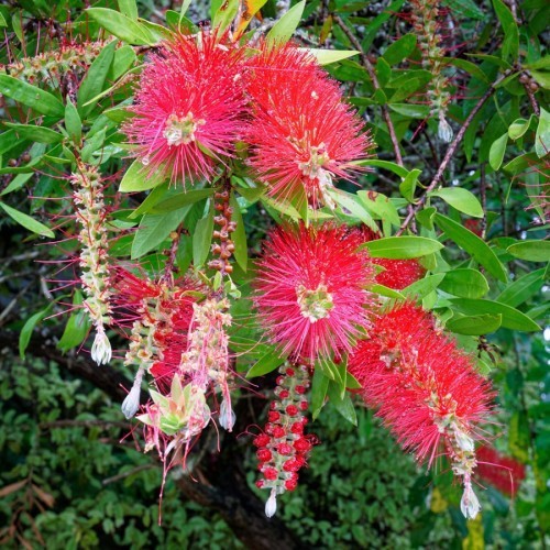 Callistemon Viminalis (Rince Bouteille) — plante et accessoire de jardin à Marrakech