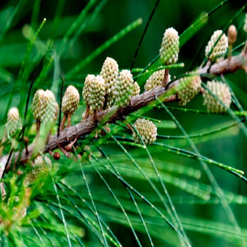 Casuarina Cristata (Filao) — plante et accessoire de jardin à Marrakech