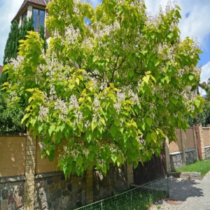 Catalpa Bignonioides — plante et accessoire de jardin à Marrakech