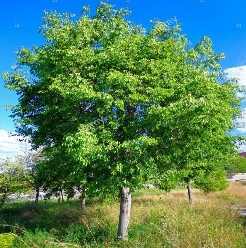 Celtis Australis (Micocoulier De Provence) — plante et accessoire de jardin à Marrakech