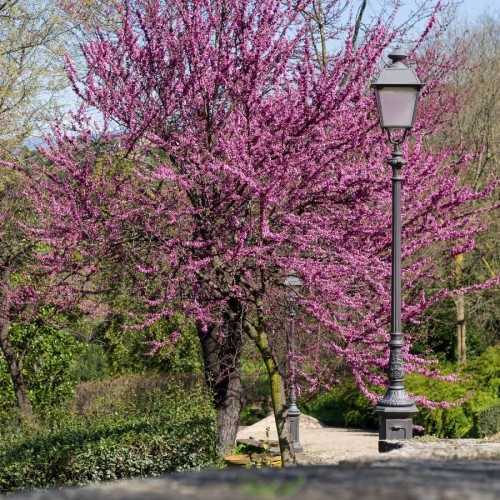 Cercis Siliquastrum (Arbres De Judee) — plante et accessoire de jardin à Marrakech