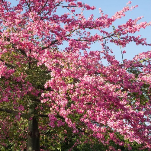 Chorisia Speciosa (Ceiba Speciosa) — plante et accessoire de jardin à Marrakech