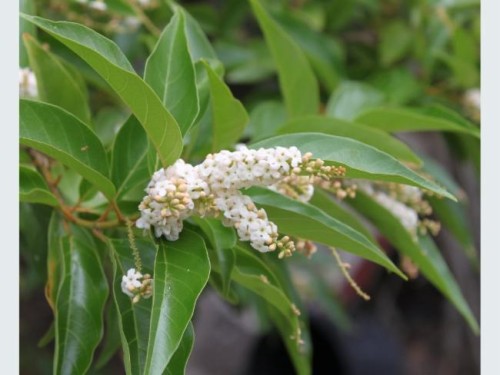 Citharexylum Quadrangulare — plante et accessoire de jardin à Marrakech