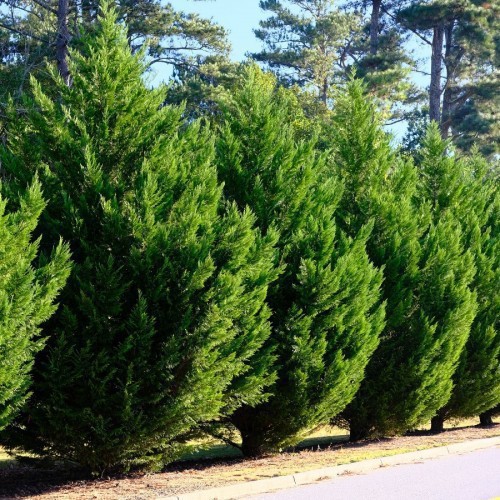 Cupressus Leylandii (Cypres De Leyland) — plante et accessoire de jardin à Marrakech