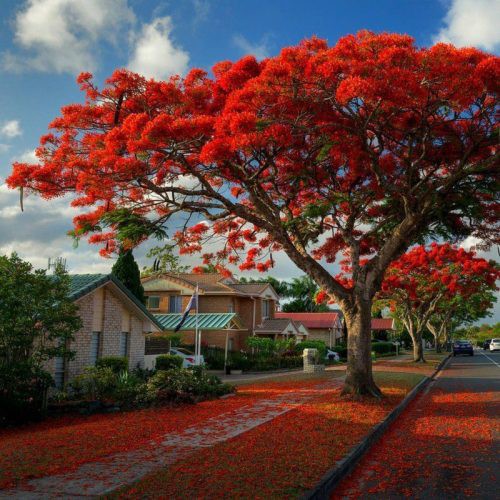 Delonix Regia (Flamboyant) — plante et accessoire de jardin à Marrakech