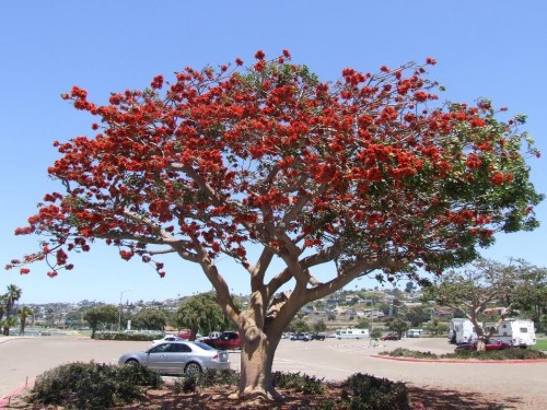 Erythrina Caffra (Arbre Corail) — plante et accessoire de jardin à Marrakech