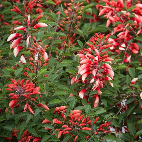 Erythrina Crista Galli (Crete De Coq) — plante et accessoire de jardin à Marrakech