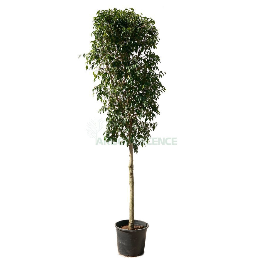 Ficus Benjamina (Figuier Pleureur) — plante et accessoire de jardin à Marrakech