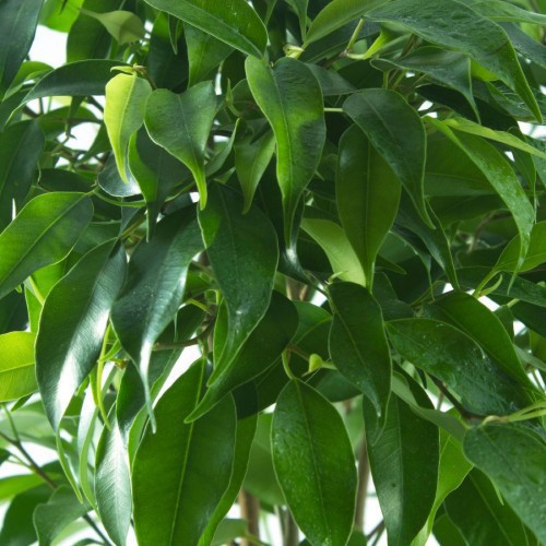 Ficus Benjamina (Figuier Pleureur) Touffe — plante et accessoire de jardin à Marrakech