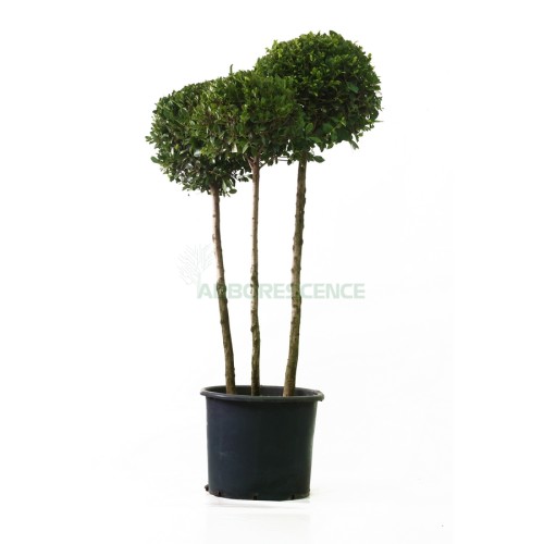 Ficus Laevigata (Boule) Sur Tige — plante et accessoire de jardin à Marrakech