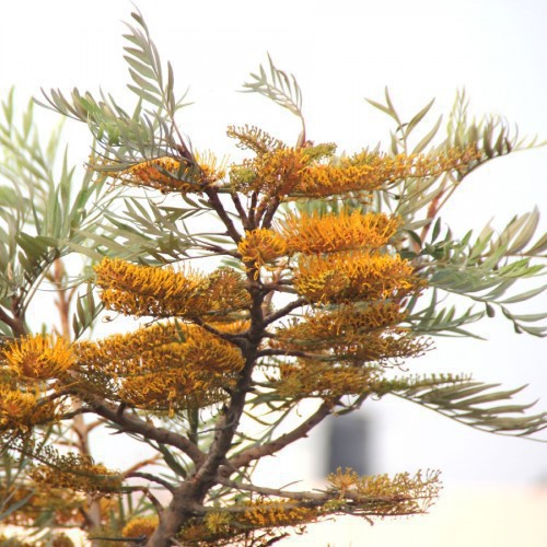Grevillea Robusta (Chene Soyeux D'Australie) — plante et accessoire de jardin à Marrakech