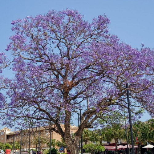Jacaranda Mimosifolia (Flamboyant Bleu) — plante et accessoire de jardin à Marrakech