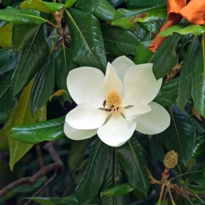 Magnolia Grandiflora (Laurier Tulipier) — plante et accessoire de jardin à Marrakech