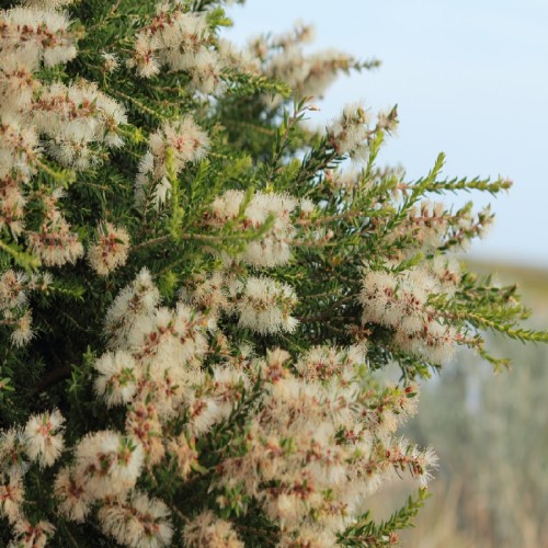 Melaleuca Armillaris (Arbre A The) — plante et accessoire de jardin à Marrakech