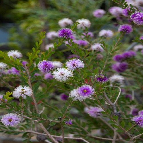 Melaleuca Nesophila (Melaleuca Au Miel) — plante et accessoire de jardin à Marrakech