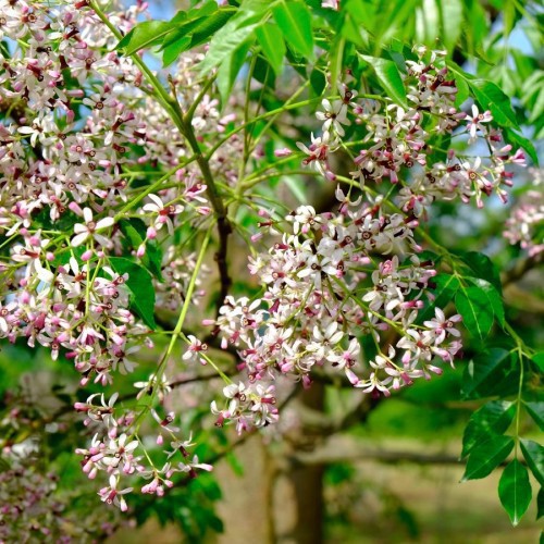 Melia Azedarach (Lilas De Perse) — plante et accessoire de jardin à Marrakech