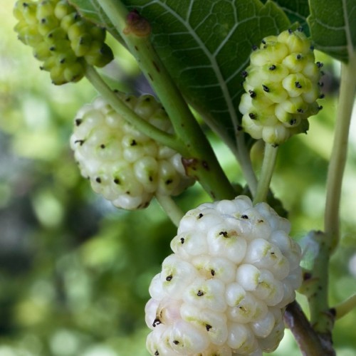 Morus Alba (Murier Blanc) — plante et accessoire de jardin à Marrakech