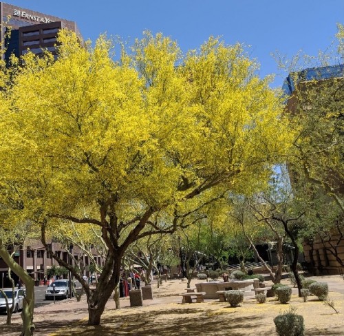 Parkinsonia Aculeata (Epine De Jerusalem) — plante et accessoire de jardin à Marrakech