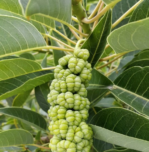 Phytolacca Dioica (Raisinier Dioique) — plante et accessoire de jardin à Marrakech