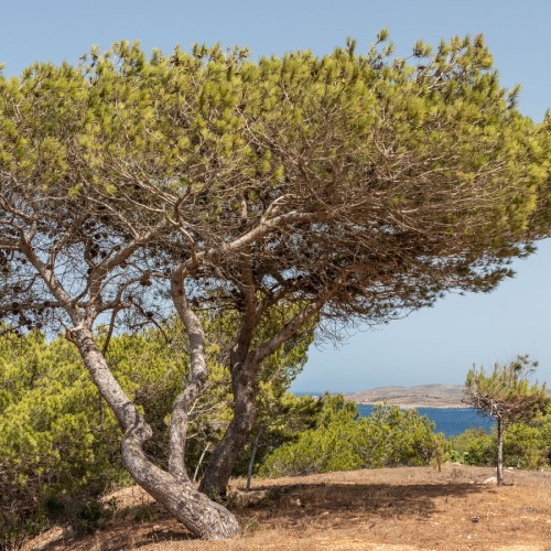 Pinus Halepensis (Pin D Alep) — plante et accessoire de jardin à Marrakech