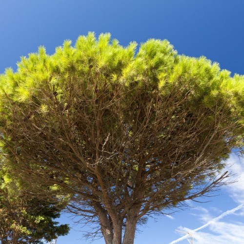 Pinus Pinea (Pin Parasol) — plante et accessoire de jardin à Marrakech