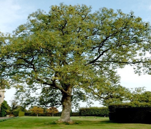 Platanus Acerifolius (Platane Commun) — plante et accessoire de jardin à Marrakech
