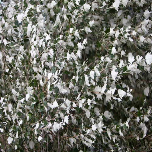 Populus Alba (Peuplier Blanc Argente) — plante et accessoire de jardin à Marrakech