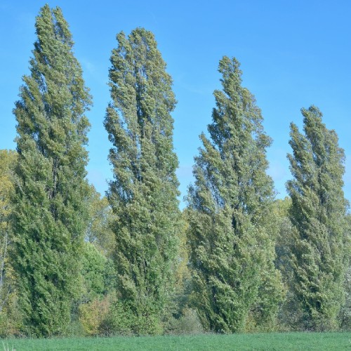Populus Nigra Italica (Peuplier Noir D'Italie) — plante et accessoire de jardin à Marrakech