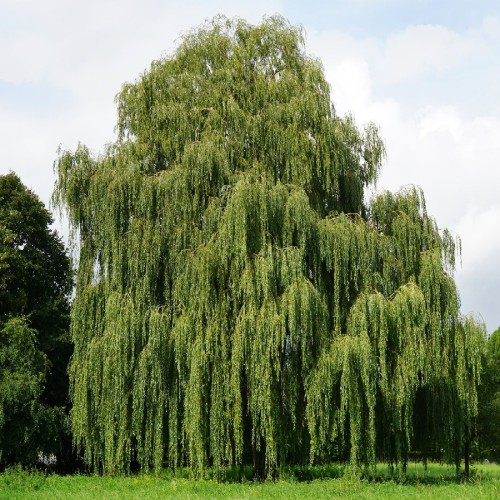 Salix Babylonica (Saule Pleureur) — plante et accessoire de jardin à Marrakech