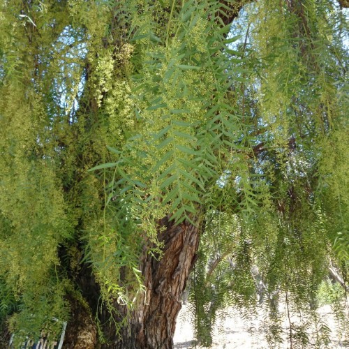 Schinus Molle (Faux Poivrier Odorant) — plante et accessoire de jardin à Marrakech
