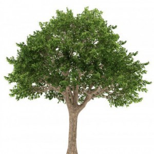 Schinus Terebinthifolius (Faux Poivrier) — plante et accessoire de jardin à Marrakech