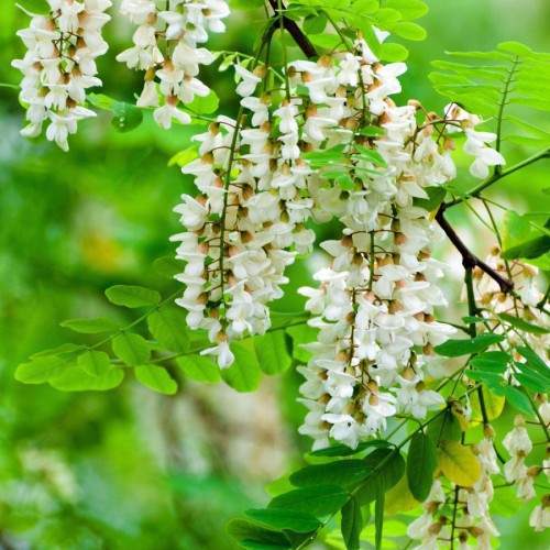Sophora Japonica (Arbre Des Pagodes) — plante et accessoire de jardin à Marrakech