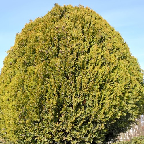Thuya Orientalis (Thuya De Chine) — plante et accessoire de jardin à Marrakech