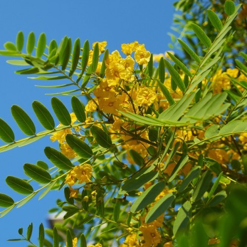 Tipuana Tipu (Palo Rosa) — plante et accessoire de jardin à Marrakech