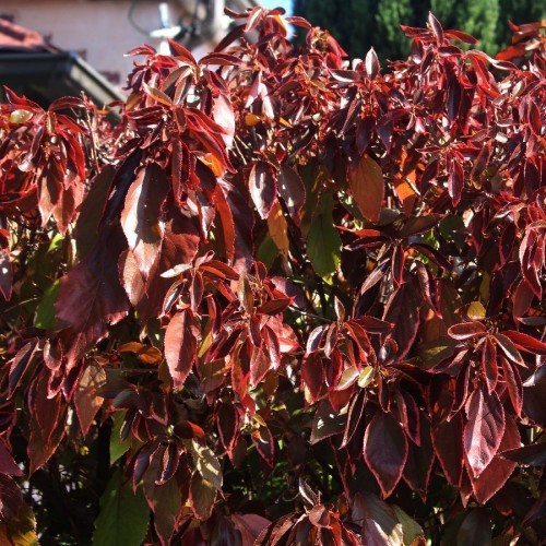 Acalypha Wilkesiana — plante et accessoire de jardin à Marrakech