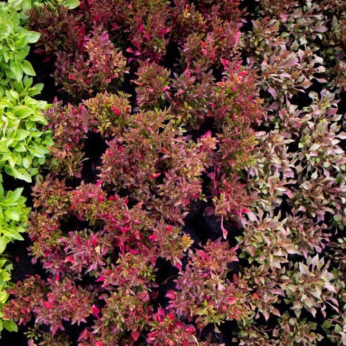 Alternanthera — plante et accessoire de jardin à Marrakech