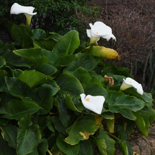 Arum — plante et accessoire de jardin à Marrakech