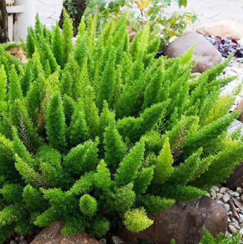 Asparagus Meyeri — plante et accessoire de jardin à Marrakech