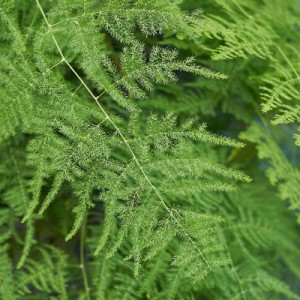 Asparagus Plumosus — plante et accessoire de jardin à Marrakech