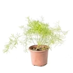 Asparagus Sprengeri — plante et accessoire de jardin à Marrakech